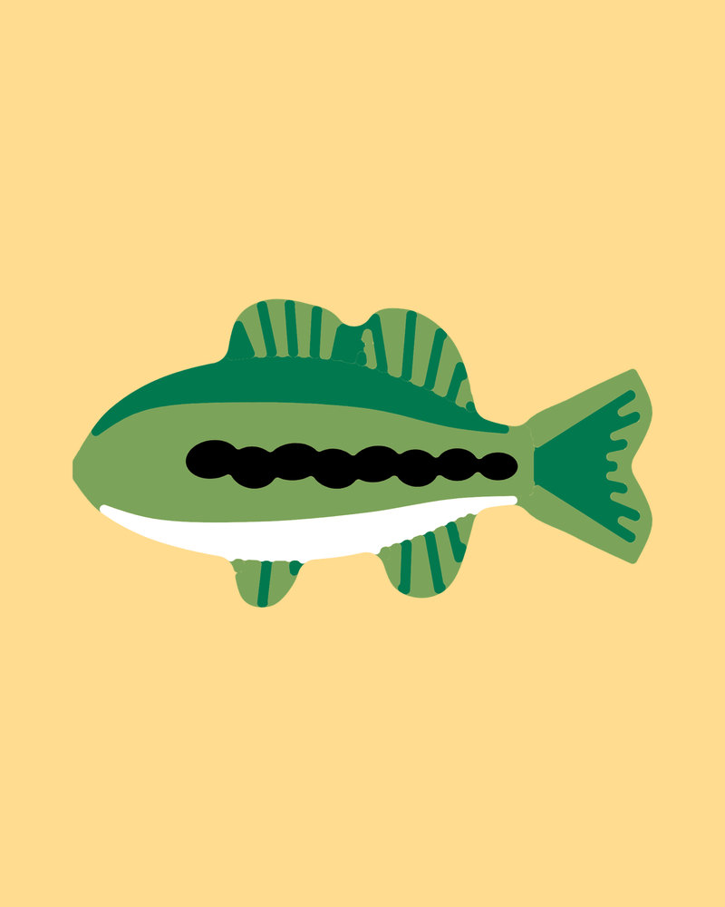 Largemouth Bass: Two greens and the dark band along its side